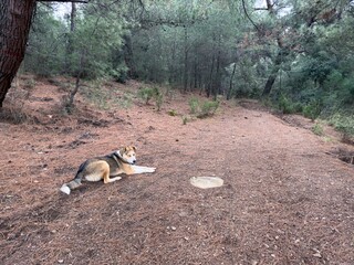 A stray dog with yellow, brown, and white fur lies peacefully on fallen pine needles in a serene forest. This friendly and protective canine exudes calmness and a sense of safety in nature.