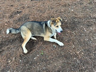A stray dog with yellow, brown, and white fur lies peacefully on fallen pine needles in a serene forest. This friendly and protective canine exudes calmness and a sense of safety in nature.