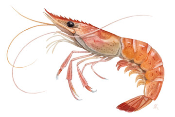 shrimp on white background