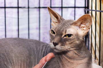 A person is gently petting a hairless cat that is inside a cage