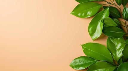 green leaves on a beige background