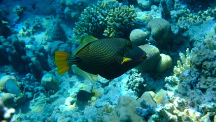 Orange-lined triggerfish or orangestriped (Balistapus undulatus) undersea, Red Sea, Egypt, Sharm El Sheikh, Montazah Bay