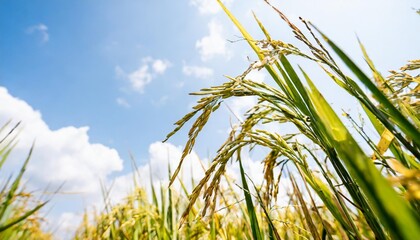 Naklejka premium Golden Rice Paddy Field Ready for Harvest under a Bright Blue Sky