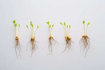 Sprouted seeds on a white background, roots and shoots clearly visible