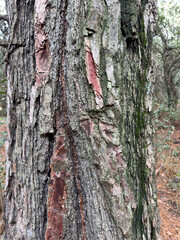
description
description
100%
10
B22

A close-up view of a tree trunk featuring moss-covered bark and unique pink patches. This intricate texture showcases the natural beauty and patterns