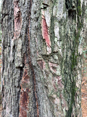 
description
description
100%
10
B22

A close-up view of a tree trunk featuring moss-covered bark and unique pink patches. This intricate texture showcases the natural beauty and patterns