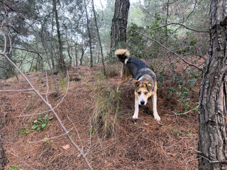 A friendly dog with yellow, brown, and white fur investigates its surroundings in a peaceful forest. This protective canine embodies curiosity and loyalty, symbolizing a watchful guardian in nature.