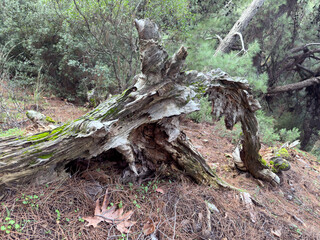 A moss-covered, wind-broken tree trunk lies on a forest hill, showcasing the cycle of decay and renewal in nature. This captivating scene symbolizes resilience and life continuing amidst destruction.