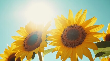 Radiant yellow sunflowers against a clear blue sky, close-up shot, Minimalist style
