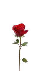 A single, vibrant red rose, petals unfurled, isolated against a pure white backdrop, high resolution, isolated, elegant