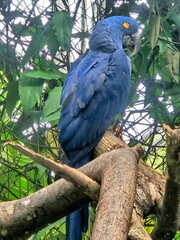 Hyacinth Macaw
