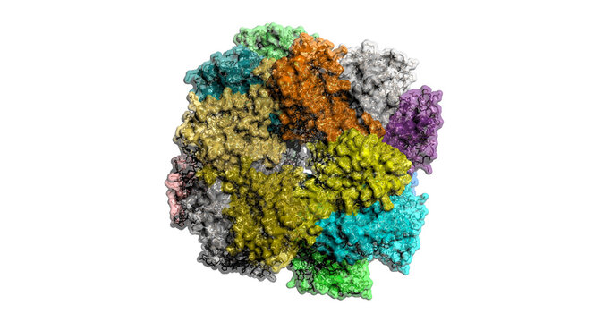   RuBisCO: The Engine of Photosynthesis, 3D molecule, 4K 