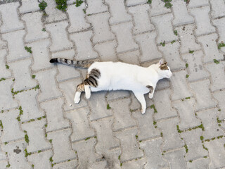 A sweet white and brown cat joyfully rolling on paving stones in an outdoor street setting. This playful and relaxed moment captures the charm and happiness of this adorable feline