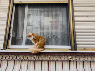 A cute caramel-colored cat sits elegantly on a window sill, gazing outward. This serene moment captures the charm of urban life and the beauty of domestic felines in a cozy city setting