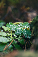 A lush forest scene featuring vibrant green leaves covered in shimmering raindrops, capturing