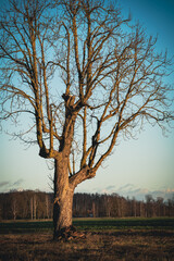 A solitary leafless tree standing in the middle of an open field