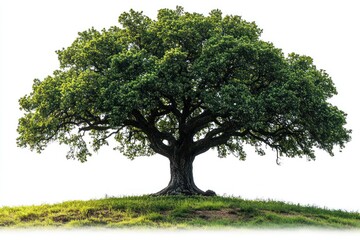 Fototapeta premium Lush green oak tree on a hilltop against a white background.
