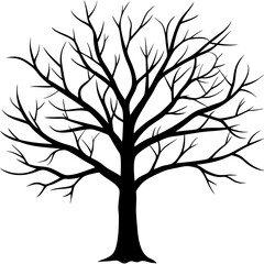Obraz premium tree, without leaves Silhouette