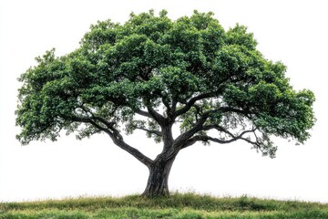 Fototapeta premium Lush, green deciduous tree isolated on white background.