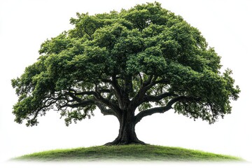 Lush green tree on a small hill, isolated on white background.