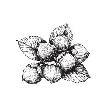 recommend clip art: hazelnut vector illustrations - hand drawn hazelnut - black and white hazelnut isolated on white background