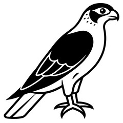 falcon  line art vector