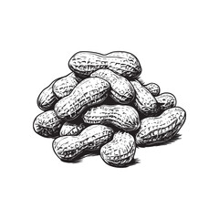 Peanut vector illustrations - hand drawn peanut - black and white peanut isolated on white background