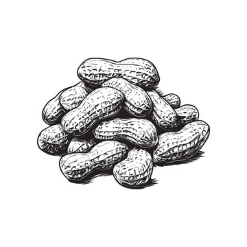 recommend clip art: Peanut vector illustrations - hand drawn peanut - black and white peanut isolated on white background