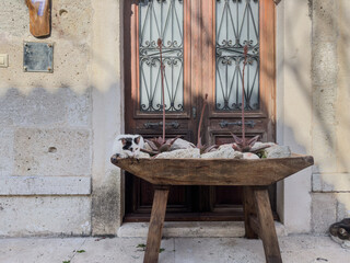 A black-and-white cat rests in a wooden decorative flowerpot with cacti and white stones, while a brown tabby naps nearby on the doorstep of a historical Aegean building. A serene and cozy scene.