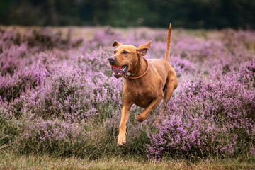 Vizsla dog in the grass field and heather at Ascot Heath
