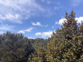 A picturesque scene of a bright blue sky with fluffy clouds framed by the lush tops of pine and laurel trees in full bloom. Perfect for capturing the serene beauty of the countryside