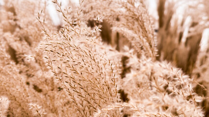 Dry plant reeds as beauty nature background, Abstract natural backdrop. Reed grass or pampas grass outdoors with daylight, life style nature scene, organic design wide banner. Soft selective focus