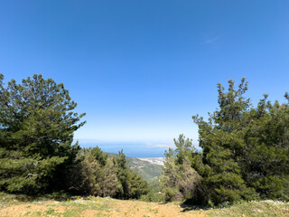 View of a coastal city through dense green pine trees under a clear blue sky, İzmir.