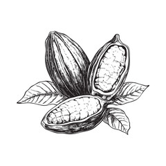 cocoa beans vector illustrations - hand drawn cocoa beans - black and white cocoa beans isolated on white background