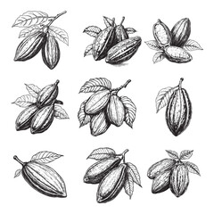Set of cocoa beans vector illustrations - hand drawn cocoa beans - black and white cocoa beans isolated on white background