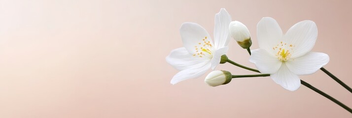 Fototapeta premium Delicate White Blossoms - Purity, serenity, new beginnings, spring, elegance. A gentle image.