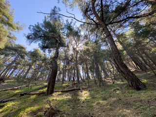 A serene forest with sunlight filtering through the branches, creating a refreshing atmosphere. The vibrant greenery and open sky offer a tranquil environment, perfect for outdoor exploration.