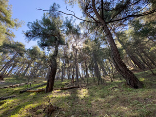 A serene forest with sunlight filtering through the branches, creating a refreshing atmosphere. The vibrant greenery and open sky offer a tranquil environment, perfect for outdoor exploration.