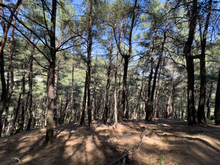 A serene forest with sunlight filtering through the branches, creating a refreshing atmosphere. The vibrant greenery and open sky offer a tranquil environment, perfect for outdoor exploration.