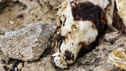  dried dog skull on the beach 