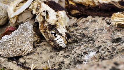  dried dog skull on the beach 