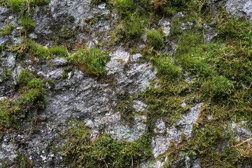 Green moss in a forest. Closeup. September 2024.