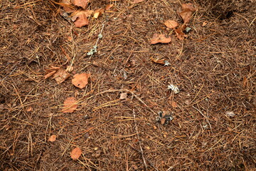 Ground in a forest. Conifer and leaves. Autumn time. September 2024.