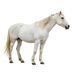 Fototapeta premium Profile View of a White Horse isolated on transparent background cutout, Png, Cutout