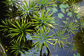 Aquatic plants - water soldiers or pineapple, Stratiotes aloides, growing on lake surface, view...