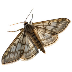 Naklejka premium Close-Up of a Beautiful Moth isolated on transparent background cutout, Png, Cutout
