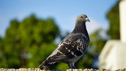 A pigeon sits on a wall in the sunlight 