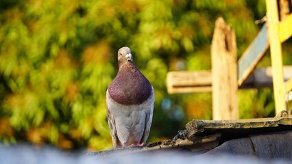 A pigeon sits on a wall in the sunlight 