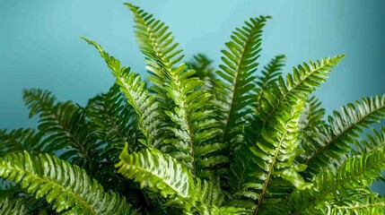 Fototapeta premium A close-up of a lush green fern plant with long, slender leaves against a blue background.