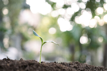 growing green small plant closeup
